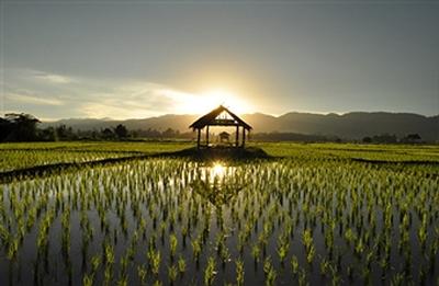 rice field.jpg